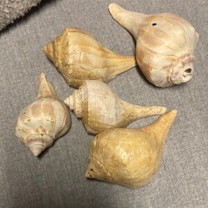 Natural Sea Shells Collection